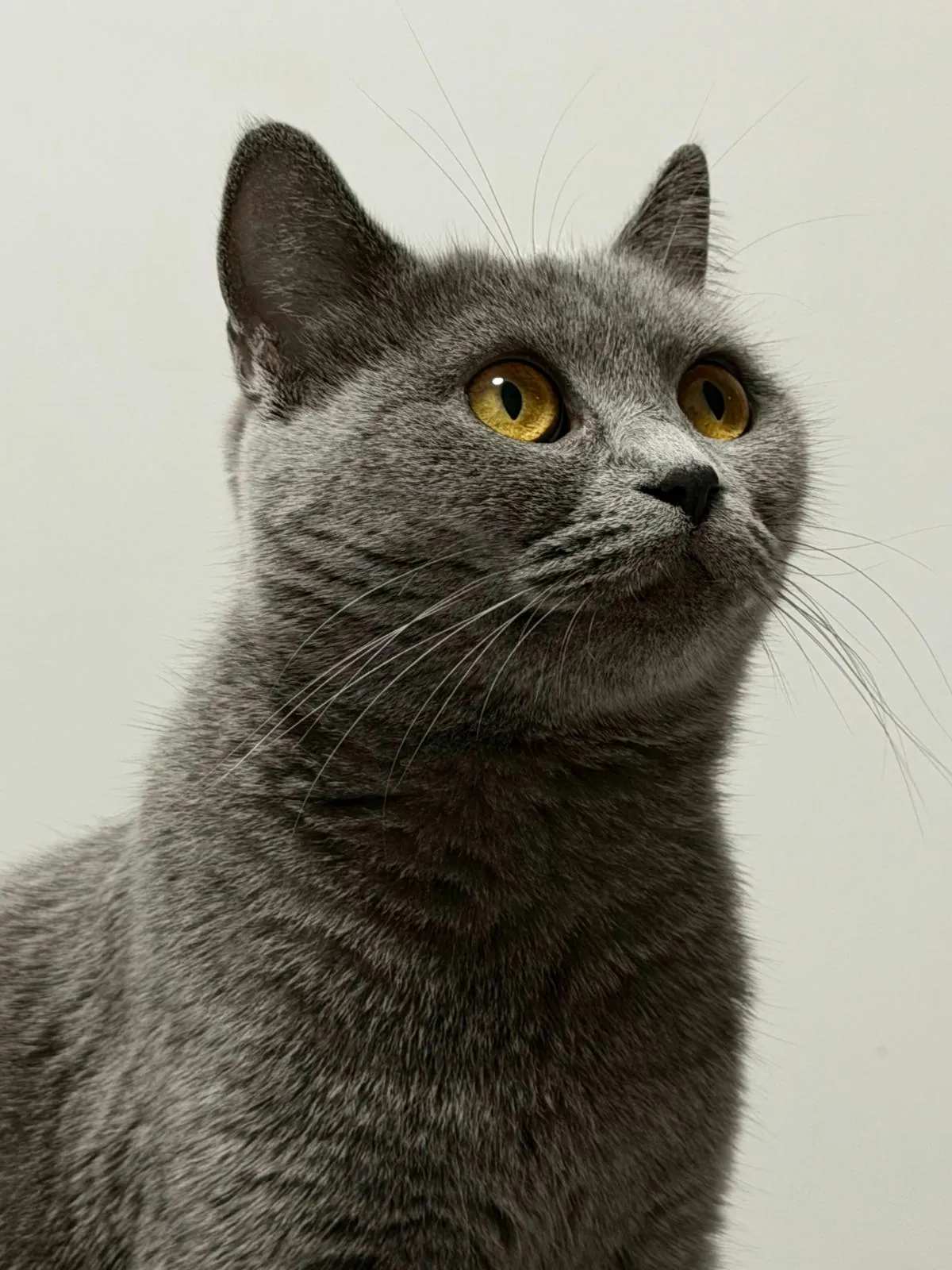 The British Shorthair: History, Personality and Care