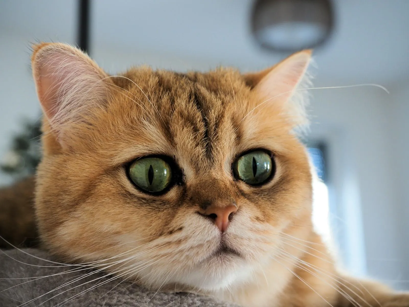 How Much Does a British Shorthair Kitten Cost in Florida?