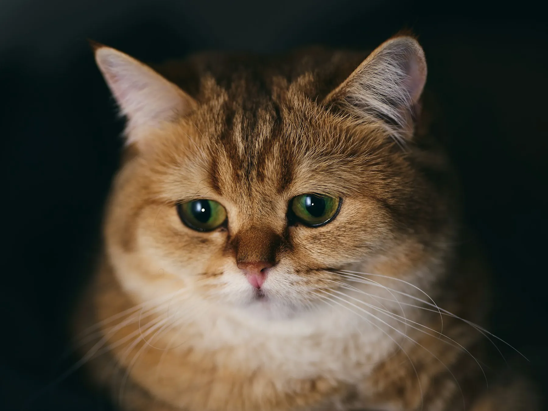 Golden British Shorthair