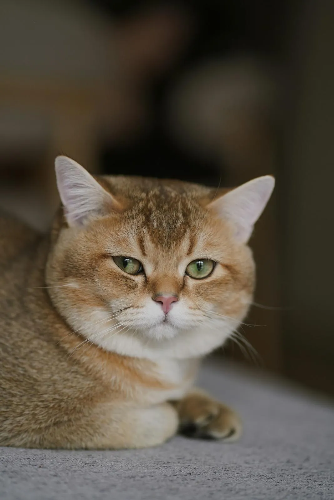Golden British Shorthair with green eyes