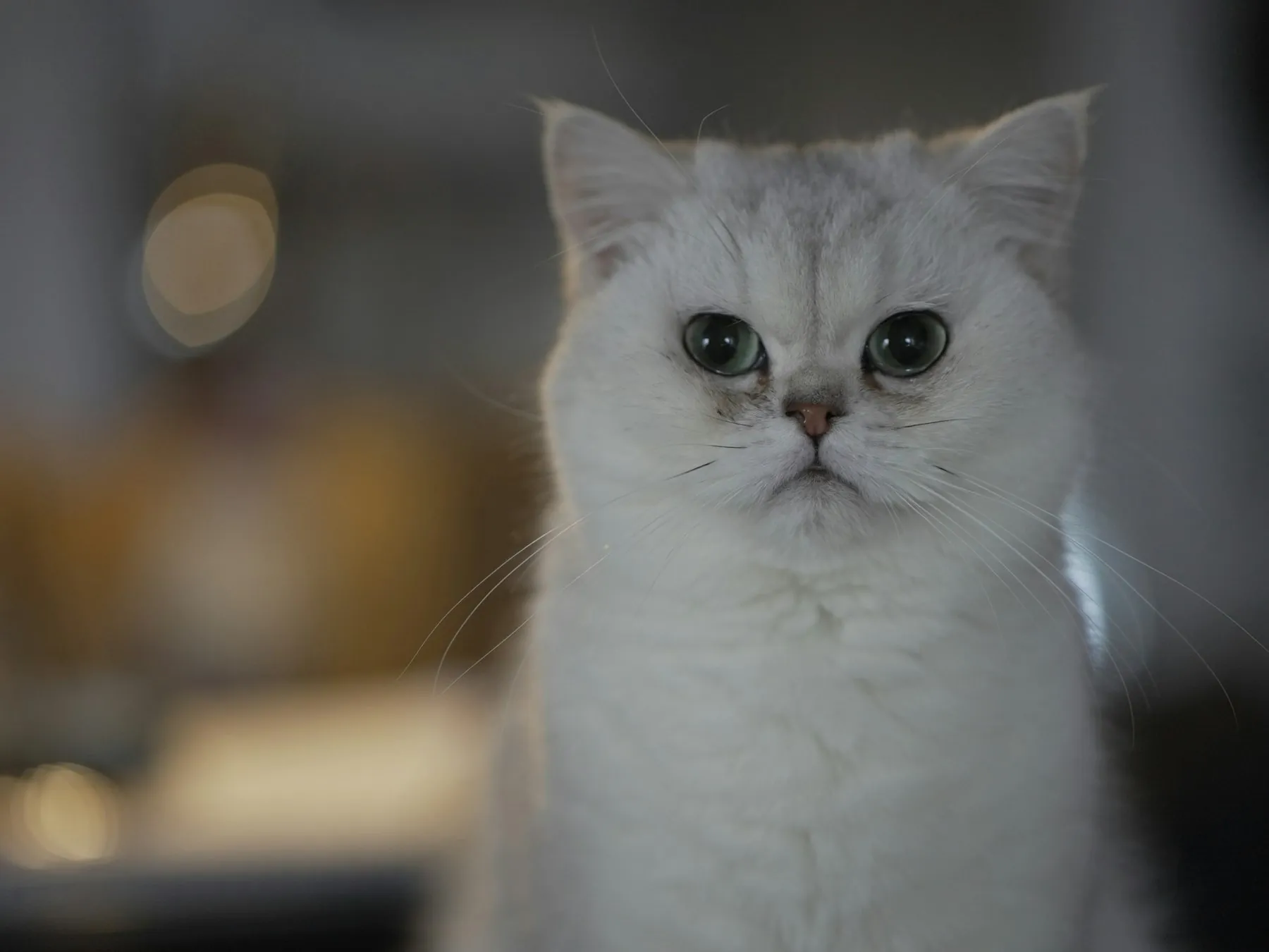 Silver British Shorthair