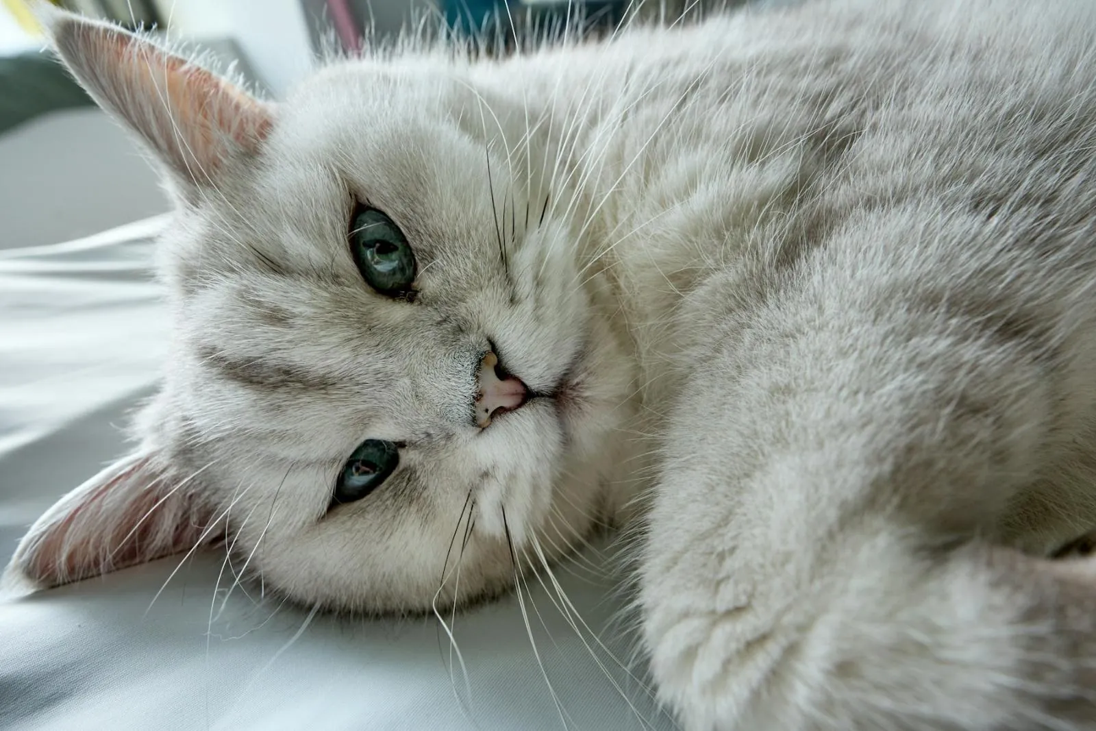 Golden vs Silver British Shorthair: ny 11, ny 12, ns 11 and ns 12 Explained