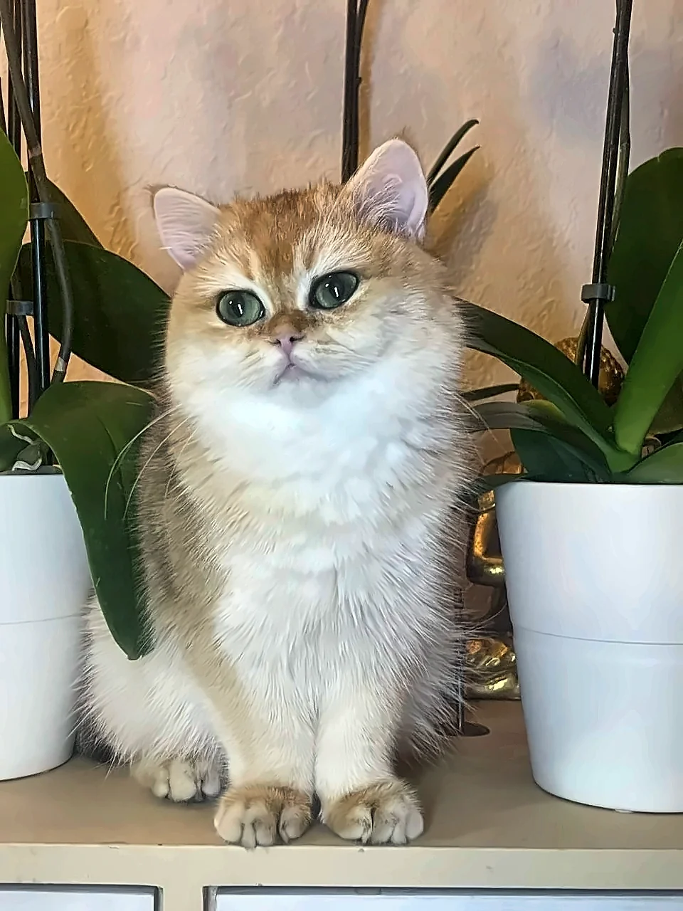Alisa, a PrettyBrity graduate