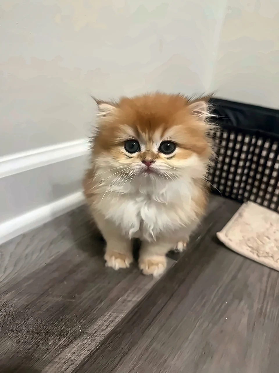 Bentley, a PrettyBrity graduate