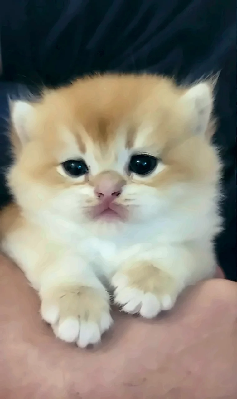 Bianco, a PrettyBrity graduate