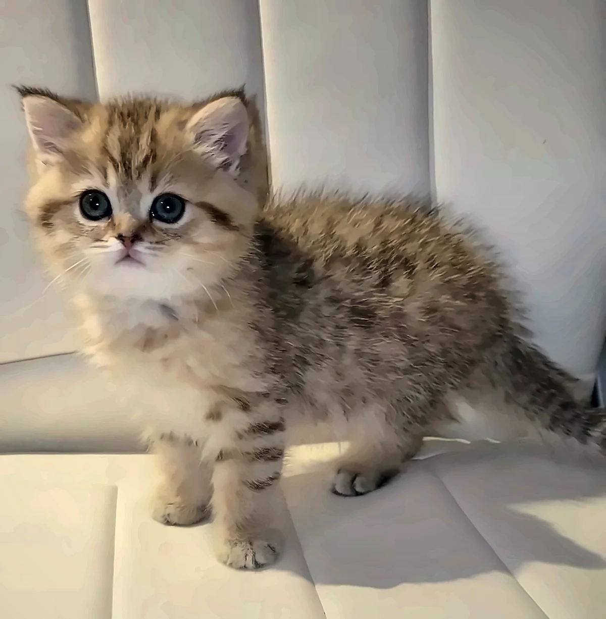 Cheeta, a PrettyBrity graduate