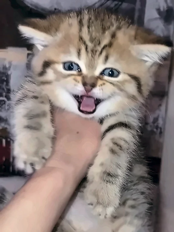 Cheetos, a PrettyBrity graduate