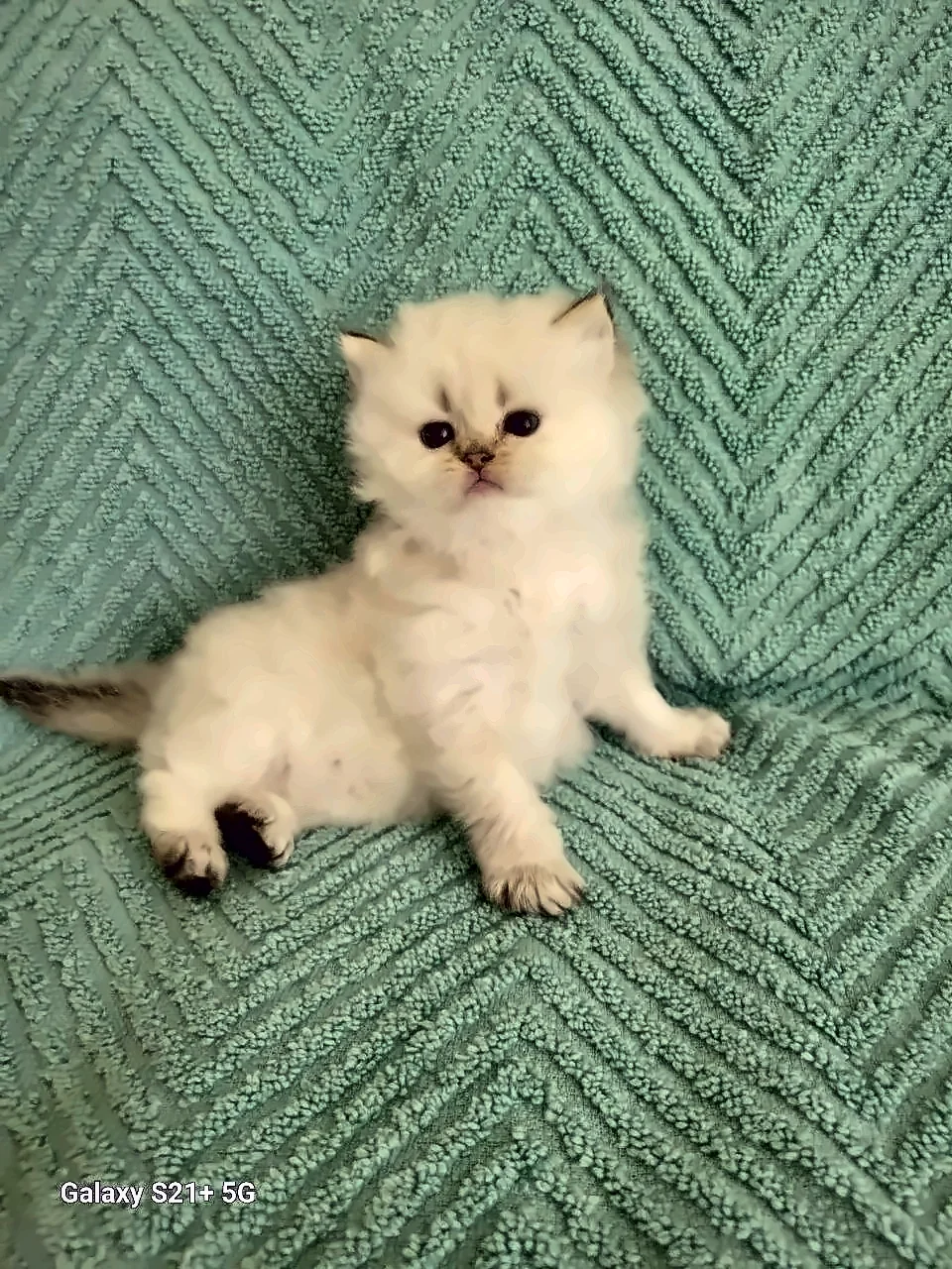 Dante, a PrettyBrity graduate
