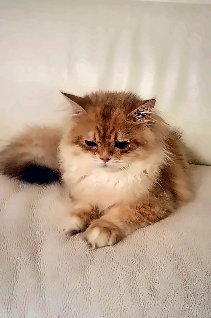 Fellini, PrettyBrity kitten