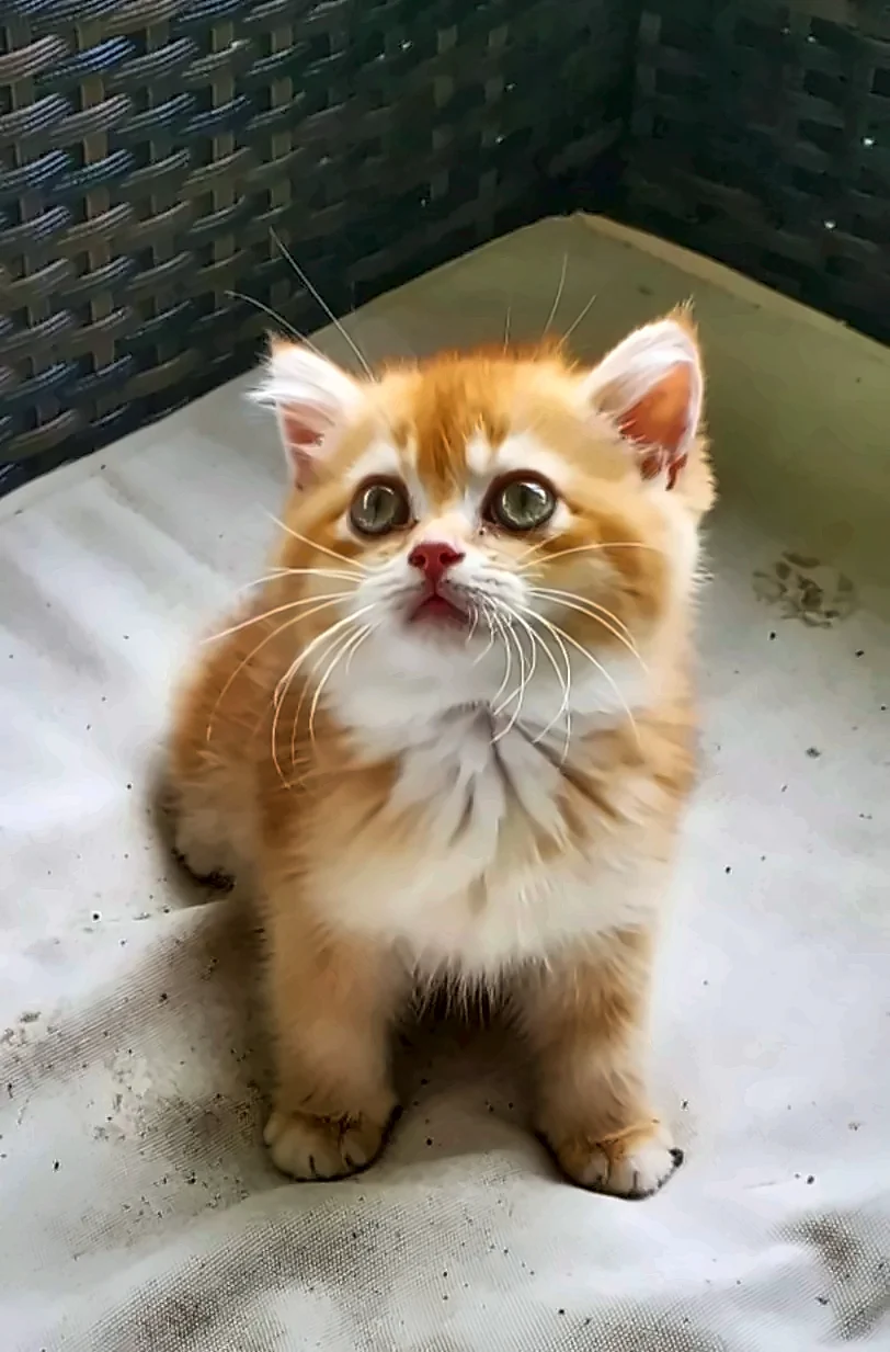 Goldie Simona, PrettyBrity kitten