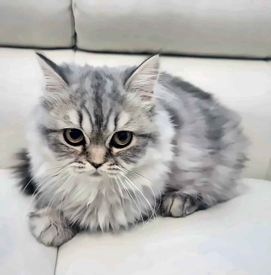 Silver Marble Girl — Black Silver Marble British Longhair Female