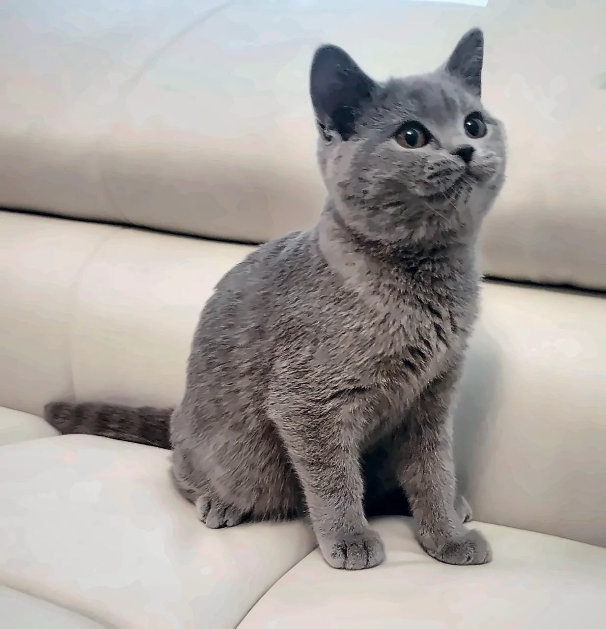 Blue Girl — Blue British Shorthair Female