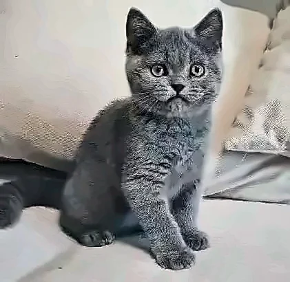 Blue Boy — Blue British Shorthair Male