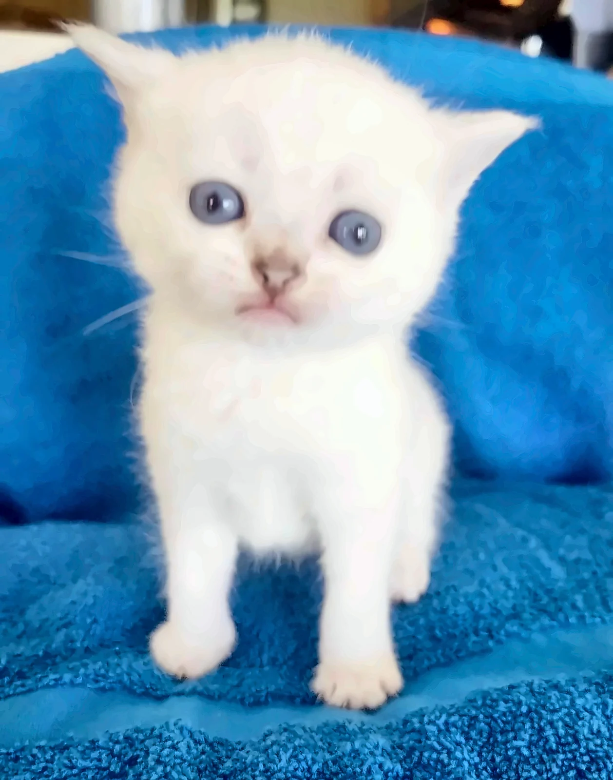 Silver Point Boy — Blue Silver Point British Shorthair Male