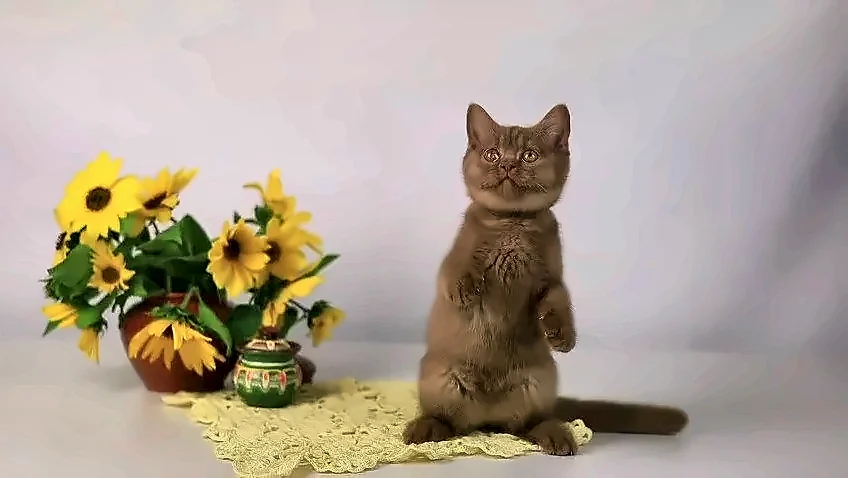 Cinnamon Girl — Cinnamon British Shorthair Female