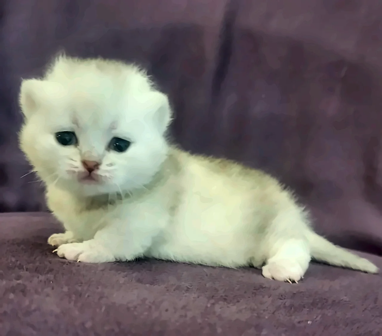 Silver Munchkin Girl photo 4