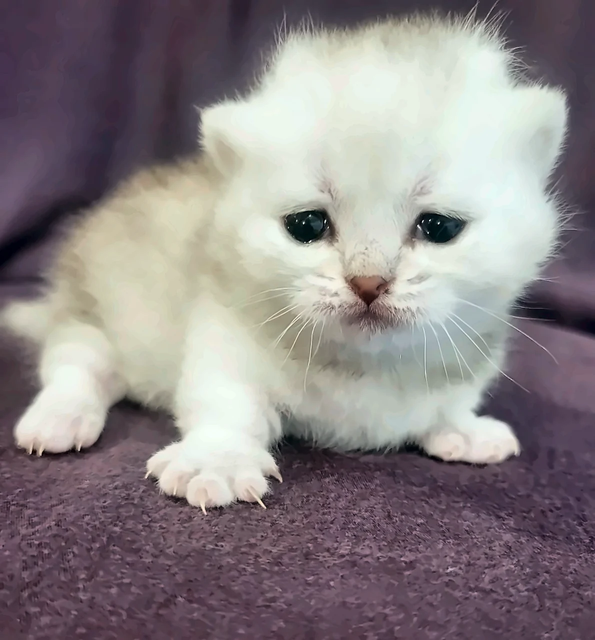 Silver Munchkin Girl photo 5