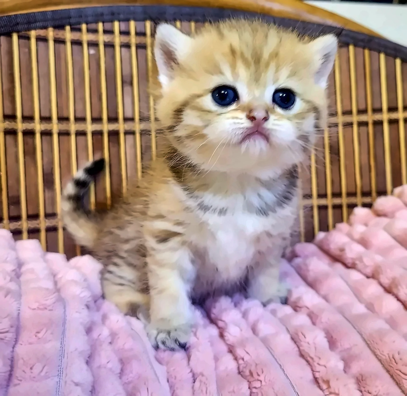 Renata — Black Golden Chinchilla Tabby British Shorthair Female