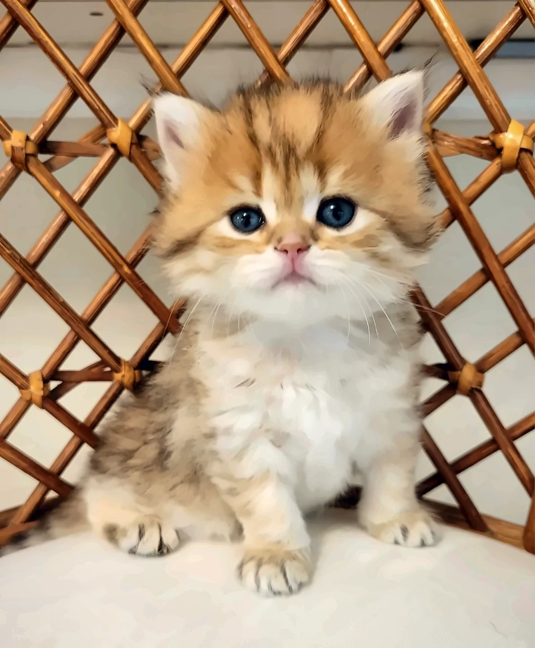 Renata — Black Golden Chinchilla Tabby British Shorthair Female