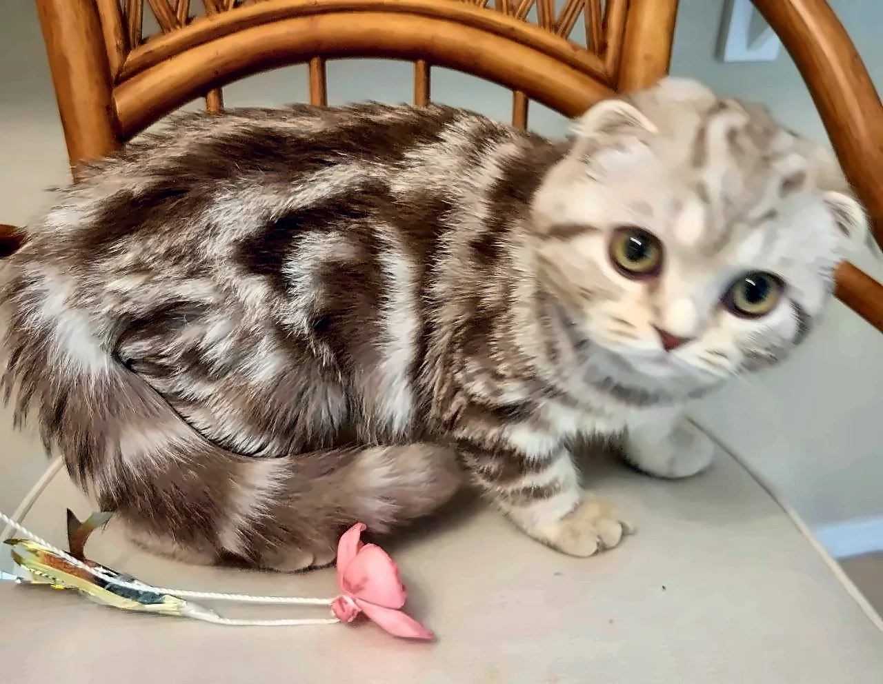 Cinnamon Marble Fold — Cinnamon Marble Scottish Fold Female