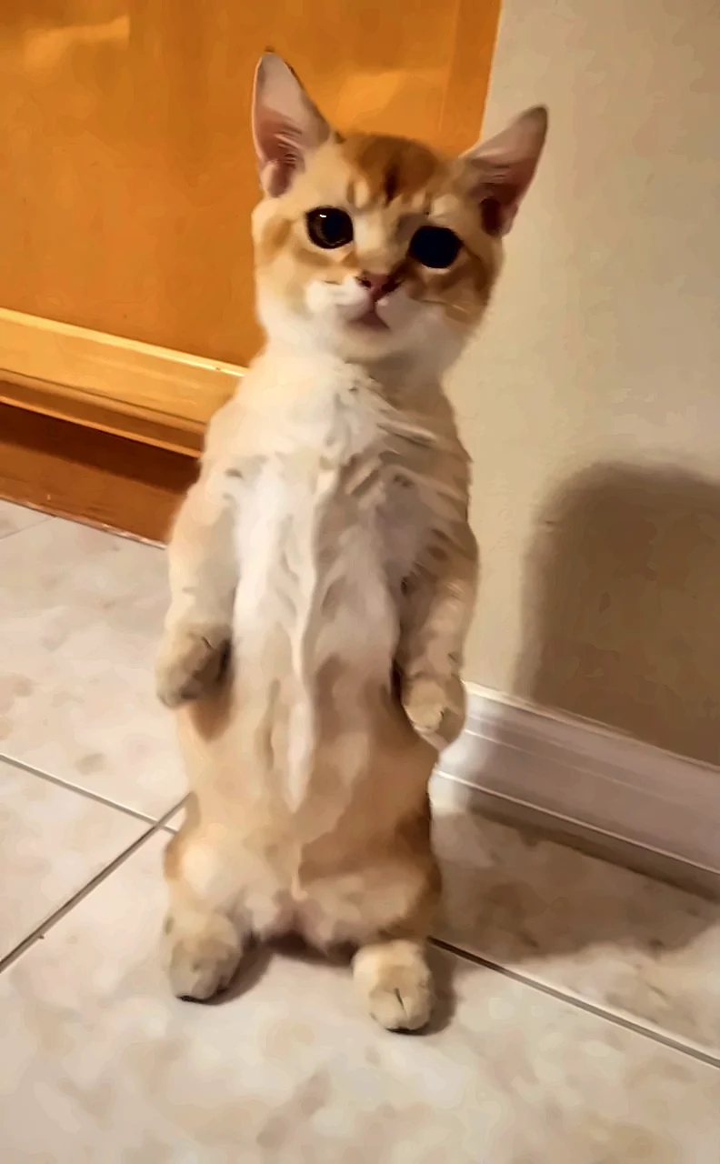 Ludwig Van Der Fox, Munchkin king