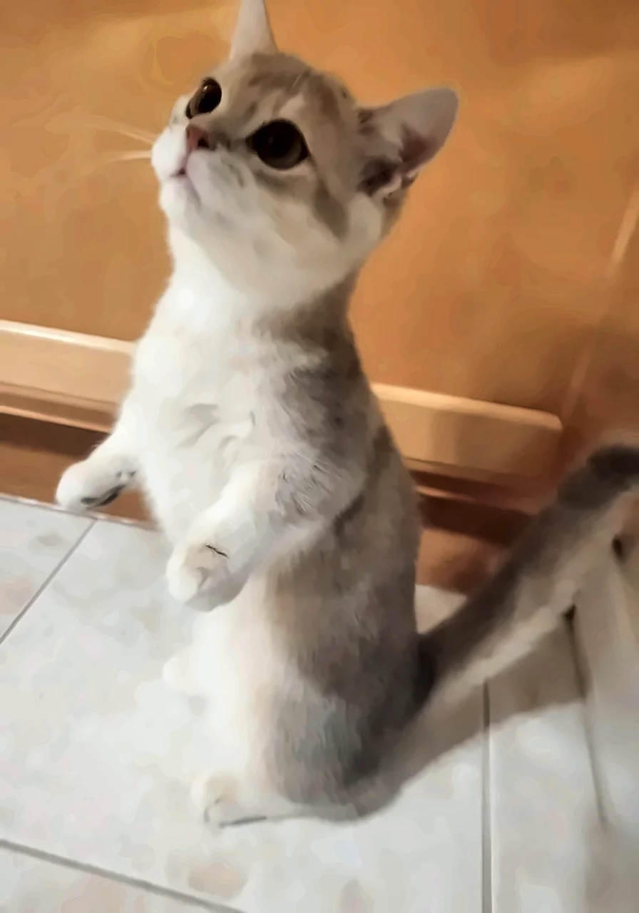 Munchkin Kittens