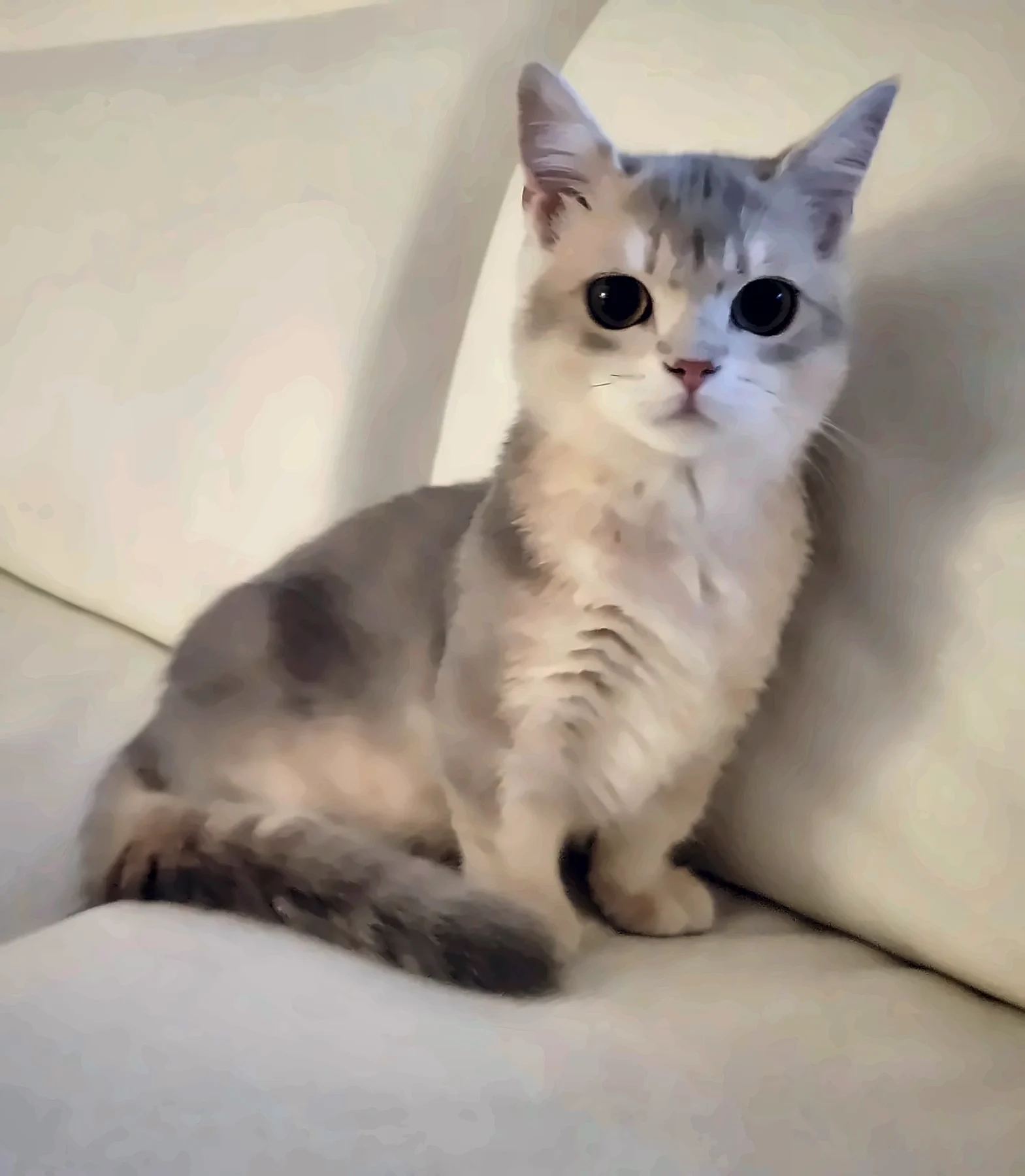 Blue Silver Queen Margo