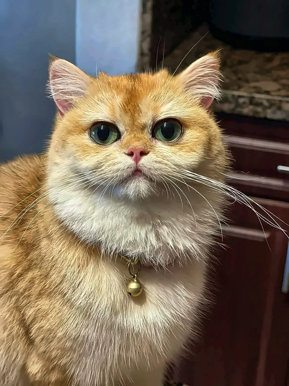 Safi, British Shorthair queen