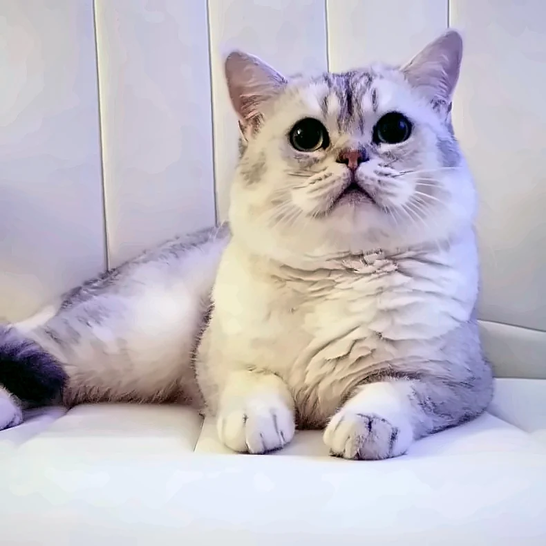 Samwell, British Shorthair king