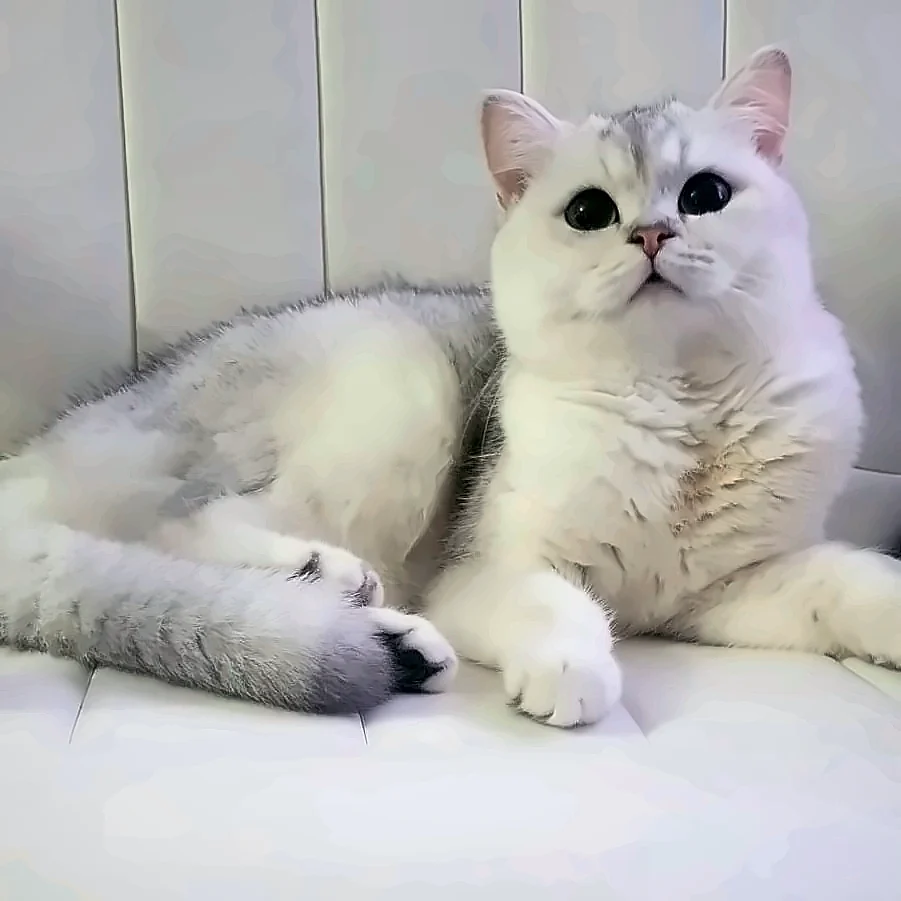 Vasilisa, British Shorthair queen