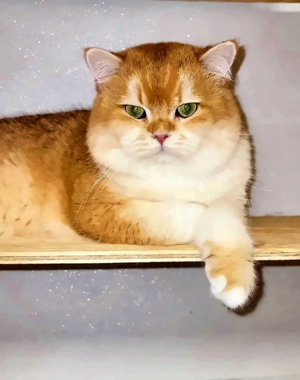 Zigmund, PrettyBrity golden British Shorthair king
